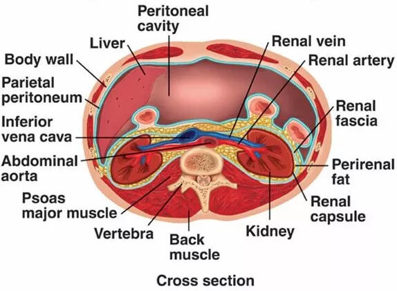 Fascia in our body. Why massage therapy ball is important 2