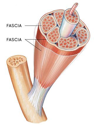 fascia in our body
